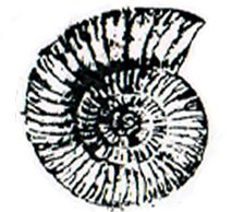 il seitan più buono del mondo